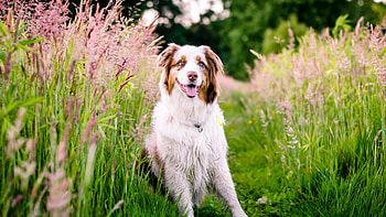 Australian Shepherd, Herding instincts, Intelligent companion, Loyal friend HD wallpaper