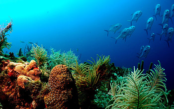 Underwater sea sponge, Marine life beauty, Colorful aquatic organism, Diverse marine ecosystem HD wallpaper
