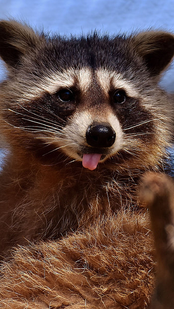 Playful raccoon, Expressive eyes, Whiskered wonder, Mobile companions HD phone wallpaper
