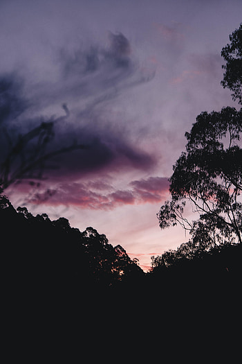 Trees, Sunset, Sky, Bush, Dark, Silhouette HD phone wallpaper