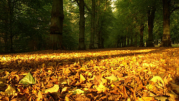 Landscape, Trees, Autumn, Leaves HD wallpaper