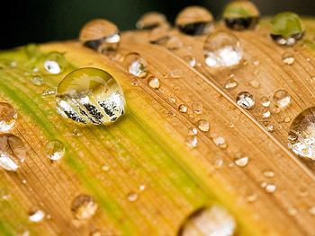 Grass, Drops, Plant, Macro, Stripes, Streaks, Dew HD wallpaper
