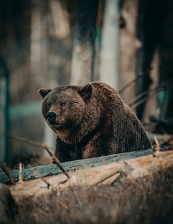 Close-up of a grizzly bear sitting in a forest, showcasing wildlife in its natural environment. HD phone wallpaper