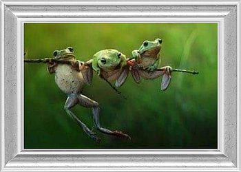 FRAMED FROGS, NATURE, FROGS, FRAMED HD wallpaper