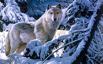 Two Wolves, two, wolves, snow, pair, beautiful HD wallpaper