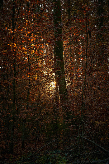 Nature, Trees, Leaves, Sun, Shine, Light, Forest, Branches HD phone wallpaper