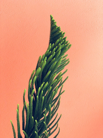 Plant, needles, branches, houseplant HD phone wallpaper
