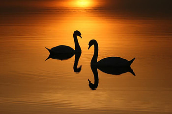 SUNSET SWANS, golden, two, swans, lake, sunset HD wallpaper