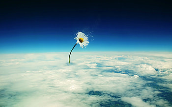 Background, Clouds, Camomile HD wallpaper