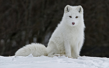 Arctic fox , High-definition , and mobile, Snowy charm HD wallpaper