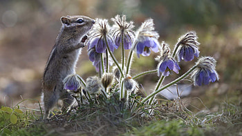 Chipmunk Is Standing Near Purple Flowers Plants In Blur Bokeh Background Chipmunk HD wallpaper