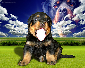 Rottweiler Sky, animals, clouds, puppies, meadow, sky, grass, blue skys, rottweilers HD wallpaper