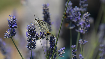 Butterfly on lavender, Lavanda, profumi, Butterflies, estate, Nature HD wallpaper