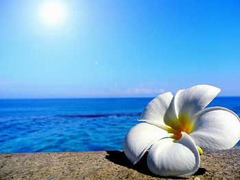 Beach flower , coastal beauty, Vibrant blooms, Nature's seaside charm HD wallpaper