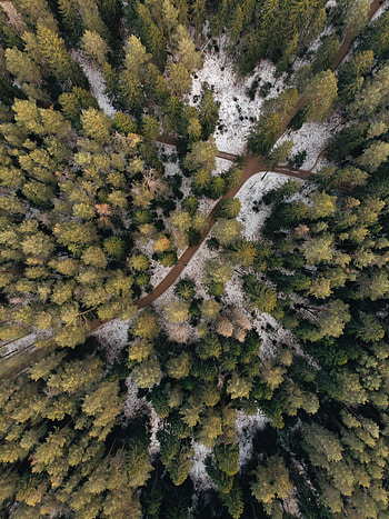 Nature, Trees, Snow, View From Above, Forest, Path, Paths HD phone wallpaper