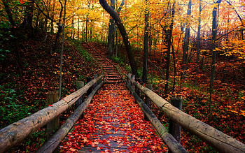 autumn background HD wallpaper