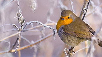 Robin bird in , Immersive , Stunning visuals, High-resolution format HD wallpaper