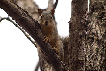 Animals, Squirrel, Wood, Tree, Branches, Climb HD wallpaper