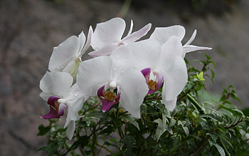 Plants, Flowers HD wallpaper