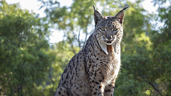 The Iberian, Bobcat (Red Lynx) HD wallpaper
