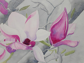 Flowering magnolias, pink, flowerings HD wallpaper