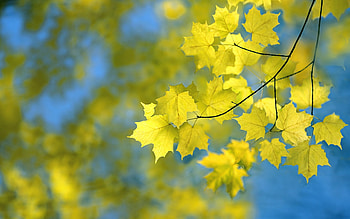 Autumn, toamna, yellow, blue, nature, leaf, sky HD wallpaper