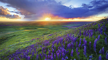 Texas Hill Country , Stunning landscapes, Texas beauty, Nature's tranquility HD wallpaper