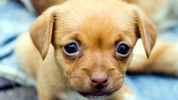 Animals, Muzzle, Sight, Opinion, Puppy HD wallpaper