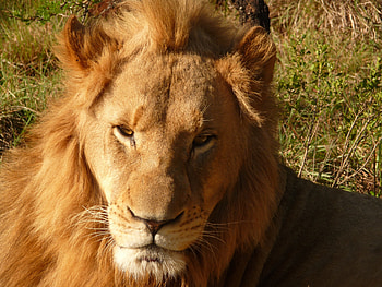 Animals, Muzzle, Lion, Predator, Mane HD wallpaper