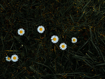 Flowering, Flowers, Grass, Camomile, Bloom HD wallpaper