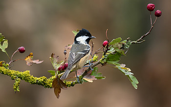 Bird, fruit, berry, nature, pasari HD wallpaper