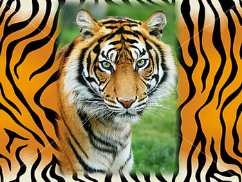 Green eye tiger, cat, feline, tiger, green eye HD wallpaper