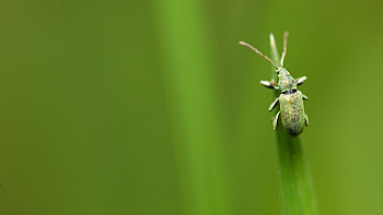 Phyllobius, Insects HD wallpaper
