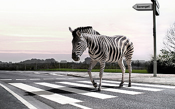Animals, Zebra HD wallpaper