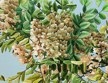 K daveshnemu conversation on acacia, acacia which does not., k daveshnemu, art, painting, tree HD wallpaper