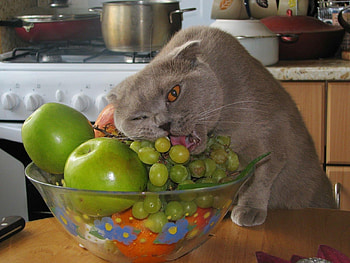 Animals, Cats, Fruits HD wallpaper