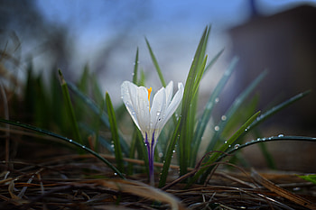 Grass, drops, white crocus, bloom HD wallpaper