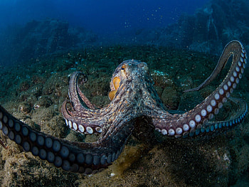 iPads and octopuses, Top backgrounds, Octopus-themed , Apple device HD wallpaper