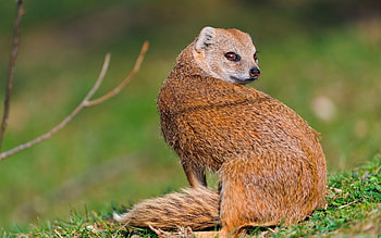 Animals, Grass, Animal, Look Around, Look Back, Mangus HD wallpaper