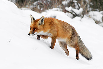 hunter, winter, snow, wild, fox HD wallpaper