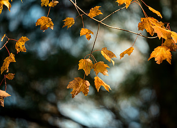 Autumn, Leaves, Macro, Branch, Maple HD wallpaper
