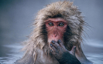 Animals, Monkeys HD wallpaper