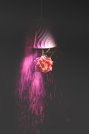 Flower, Dark, Miscellanea, Miscellaneous, Rose Flower, Rose, Paint HD phone wallpaper