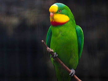 PRETTY PARROT, PRETTY, PARROT, , BIRD HD wallpaper