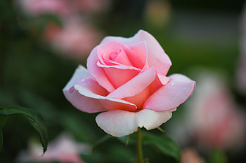 Bloom, pink rose, portrait HD wallpaper