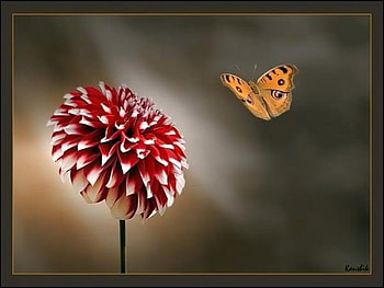 dahlia, white, orange butterfly, red HD wallpaper