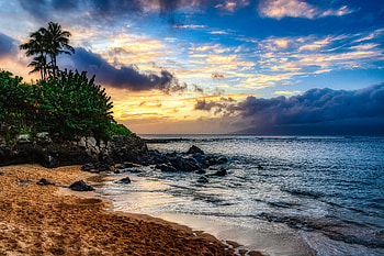 Nature, Beach, Palms, Island HD wallpaper