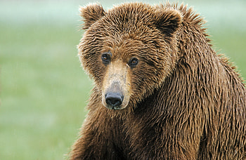 Animals, Wet, Nose, Wool, Brown Bear HD wallpaper