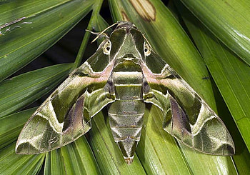 Green Moth, cool, moth, , green HD wallpaper