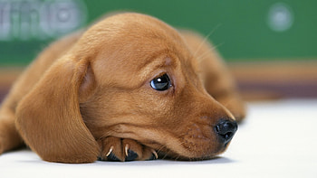 Dachshund, Cute Dogs HD wallpaper